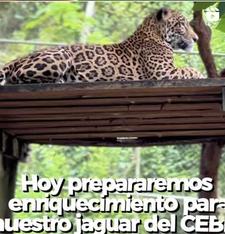 Publicación: enriquecimiento para el jaguar del CEBIO